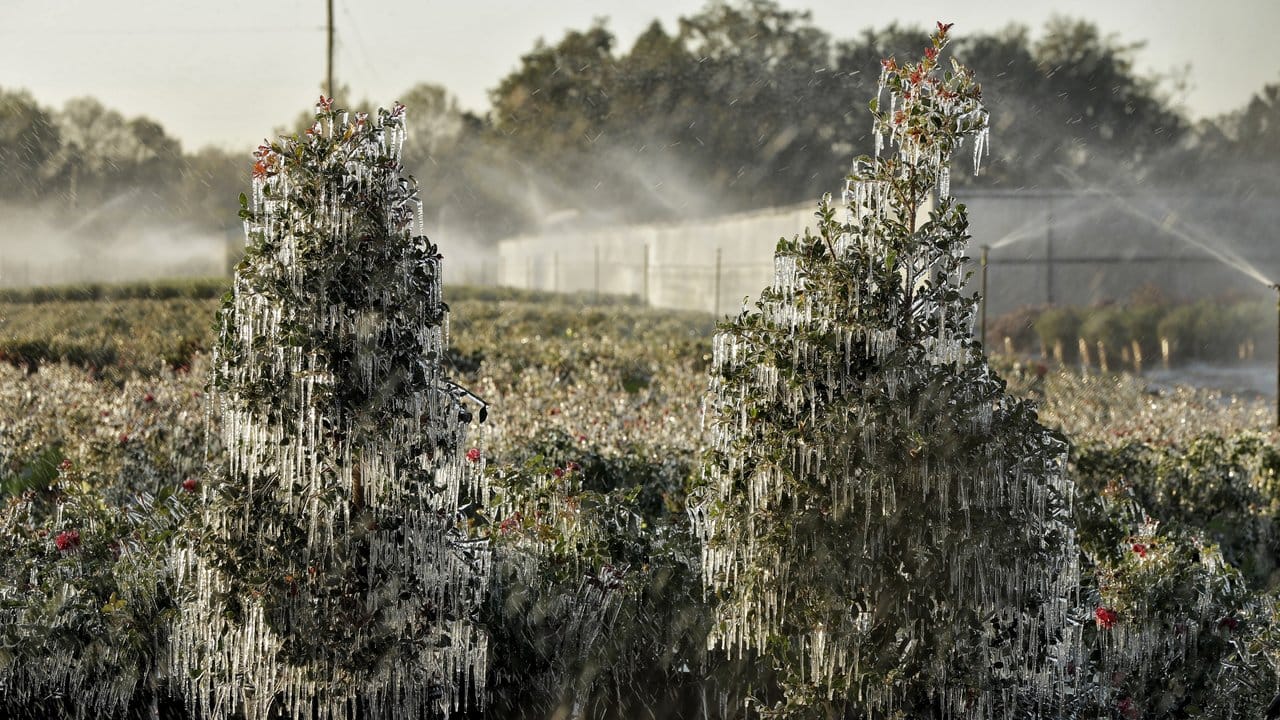 Eiszapfen hängen in einer Gärtnerei im US-Bundesstaat Florida von den Ästen zweier Bäume. Eiszapfen hängen in einer Gärtnerei im US-Bundesstaat Florida von den Ästen zweier Bäume.