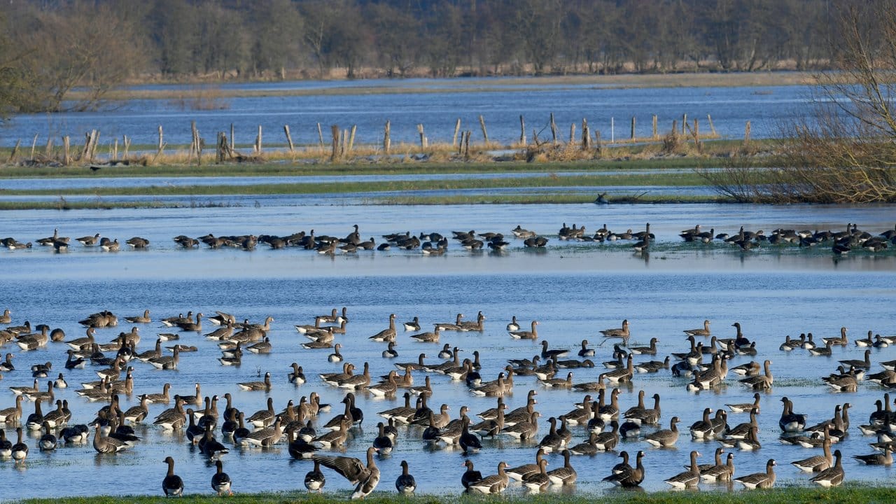 Graugänse schwimmen in Niedersachsen auf einer von der Leine überfluteten Wiese.