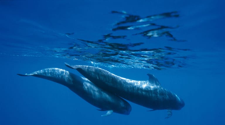 Pilotwale beobachten: In ruhigen und gleichmäßigen Bewegungen schwimmen die riesigen Tiere.