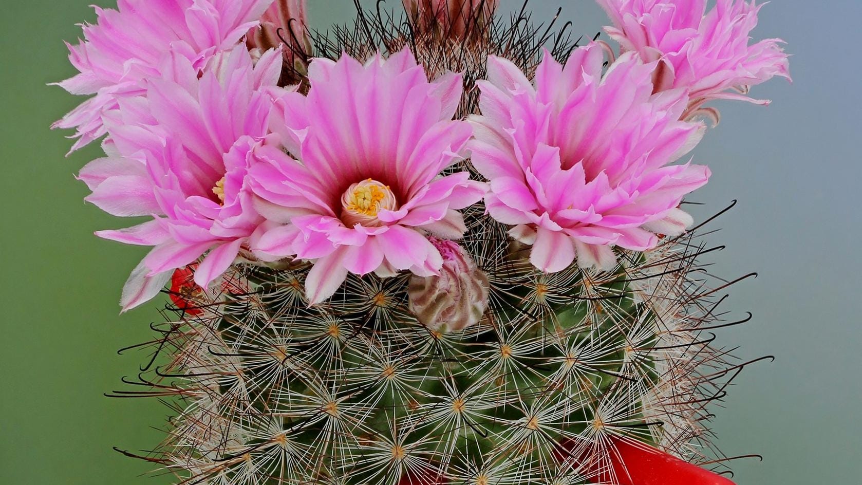 Mammillaria meridiorosei: Selten, aber es gelingt mit der richtigen Pflege: Mancher Kaktus erblüht zu einer richtigen Schönheit.