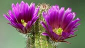Igelsäulenkaktus Echinocereus bonkerae: Zur Bildung einer Blüte braucht der Kaktus für eine gewisse Zeit eine Ruhephase und weniger Wasser.