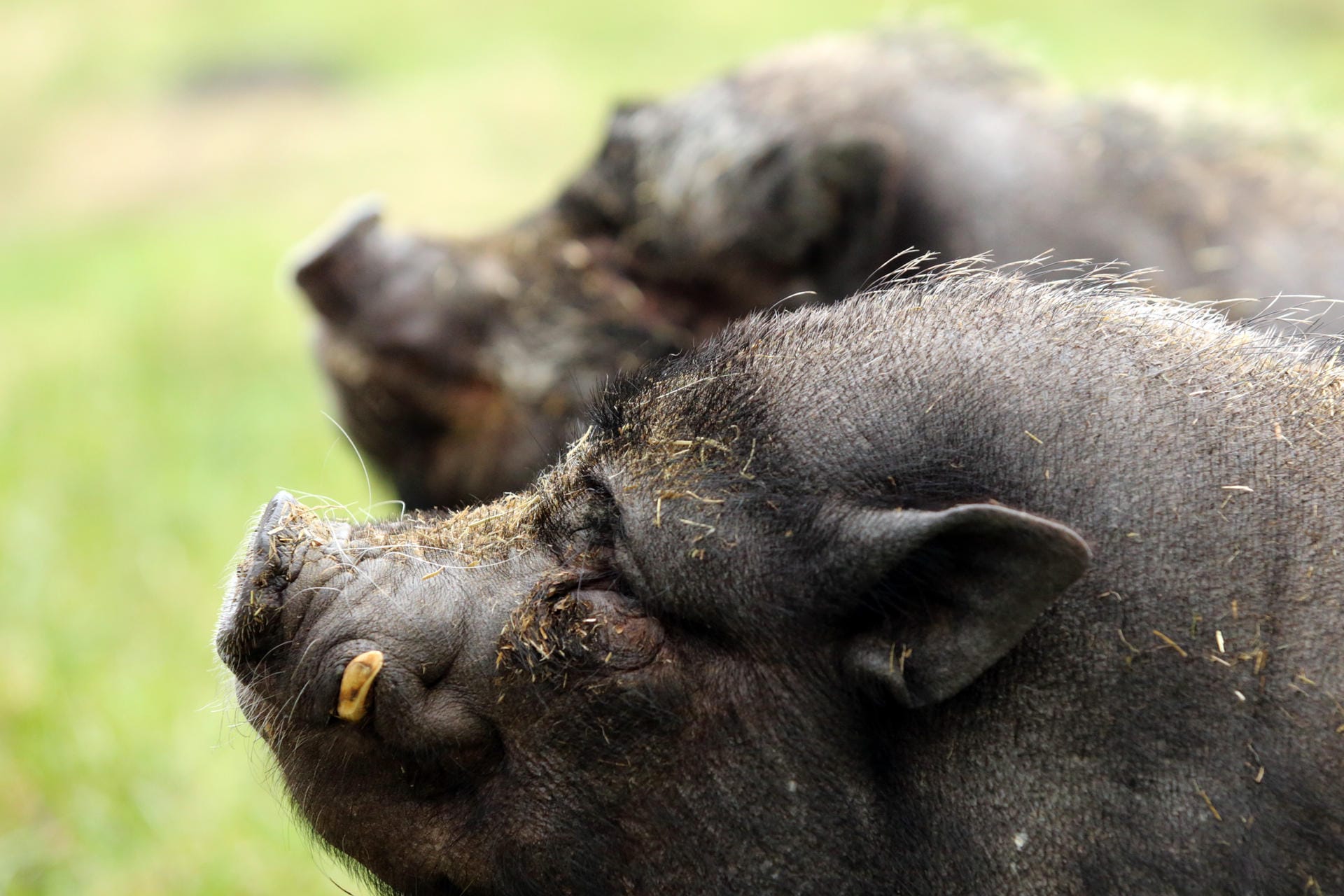 Minischweine: Minischweine sind Rottentiere. Allein sollten sie deshalb nicht gehalten werden.
