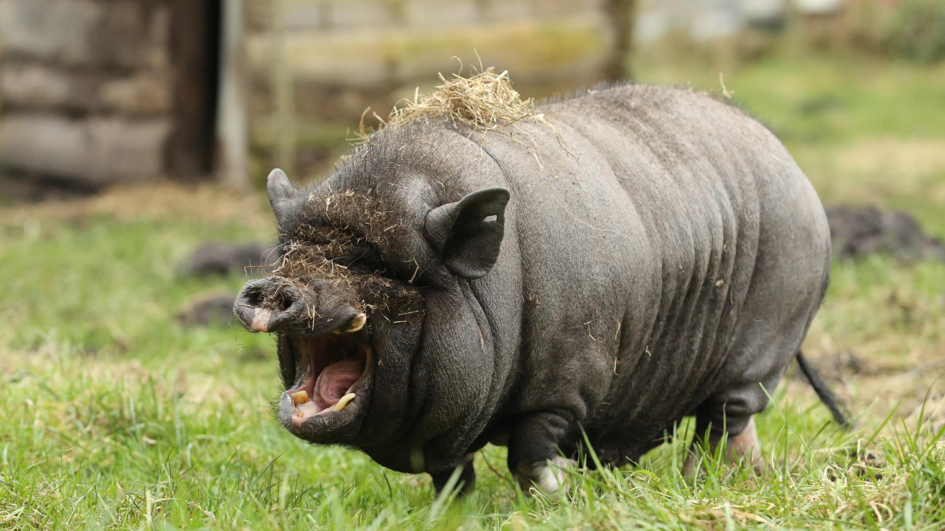 Minischwein: Zeitweise gab es einen regelrechten Hype um die Haltung von Minischweinen. Aber die Tiere dürfen nicht in Wohngebieten gehalten werden.