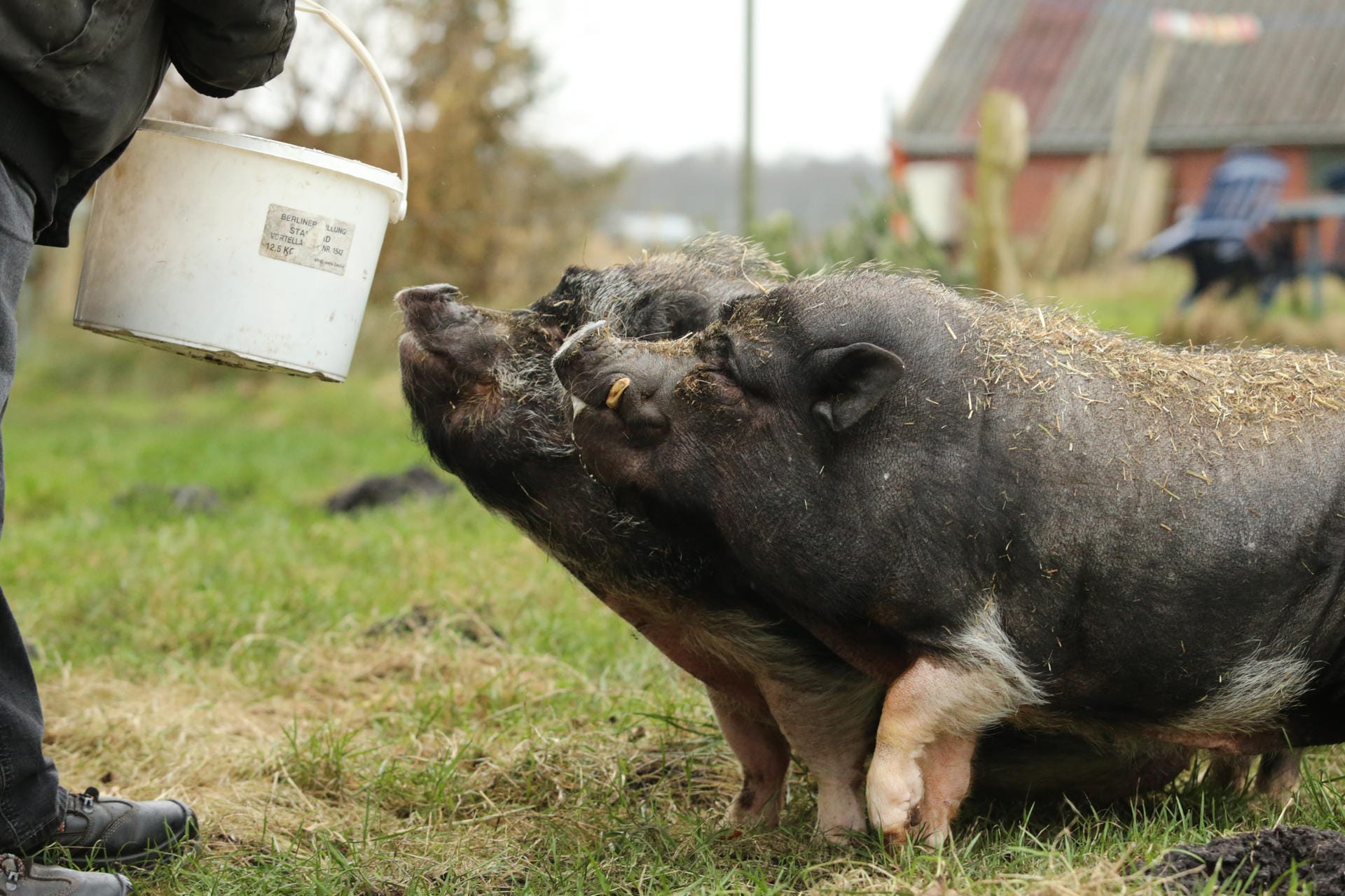 Minischweine bekommen Futter: Minischweine brauchen Platz, um sich zu suhlen und zu wühlen. Gefüttert werden sie mit kommerziellem Schweinefutter.