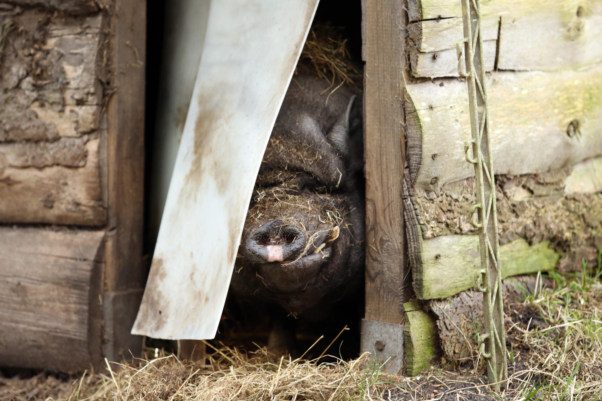 Minischwein im Stall: Damit sie im Winter nicht frieren, brauchen die Schweine wie dieses einen isolierten Stall.
