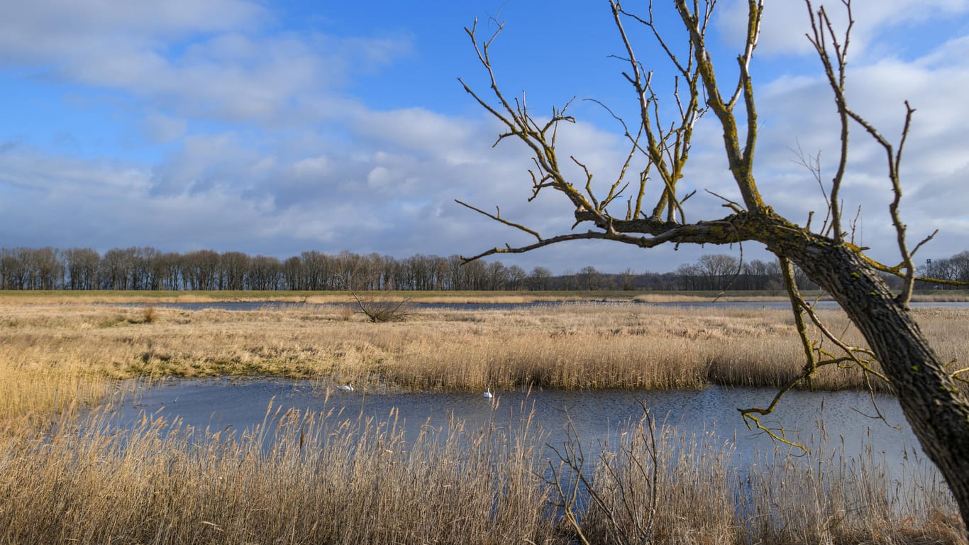 Blauer Himmel und Sonnenschein an der Oder: Der Winter zeigt sich in Deutschland von seiner schönsten Seite – das soll vorerst wohl so bleiben.