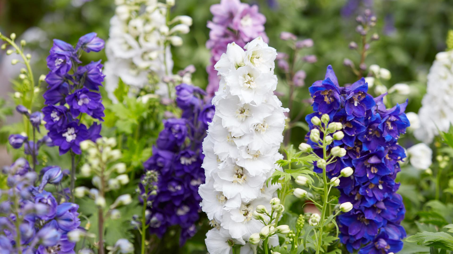 Larkspur flowers, Delphinium elatum