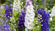 Pflegeleichte Pflanzen für Garten & Balkon: Blüten zu jeder Jahreszeit