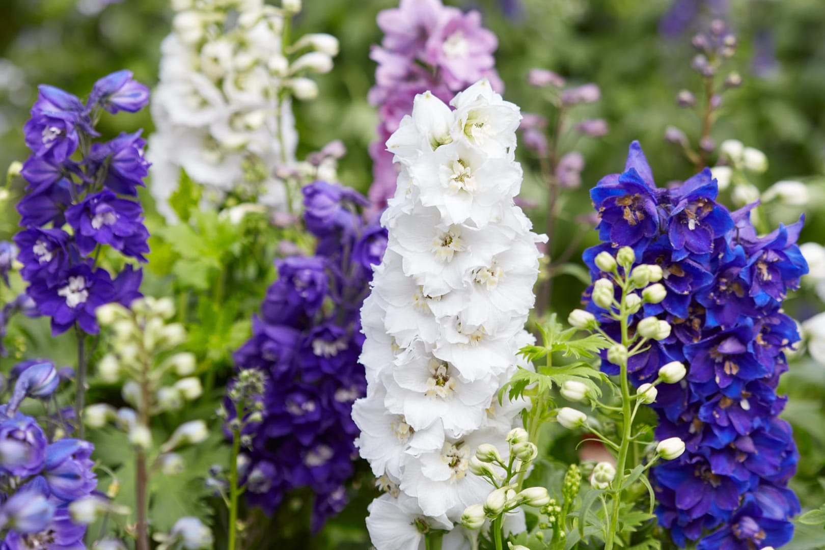 Larkspur flowers, Delphinium elatum