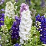 Pflegeleichte Pflanzen für Garten & Balkon: Blüten zu jeder Jahreszeit