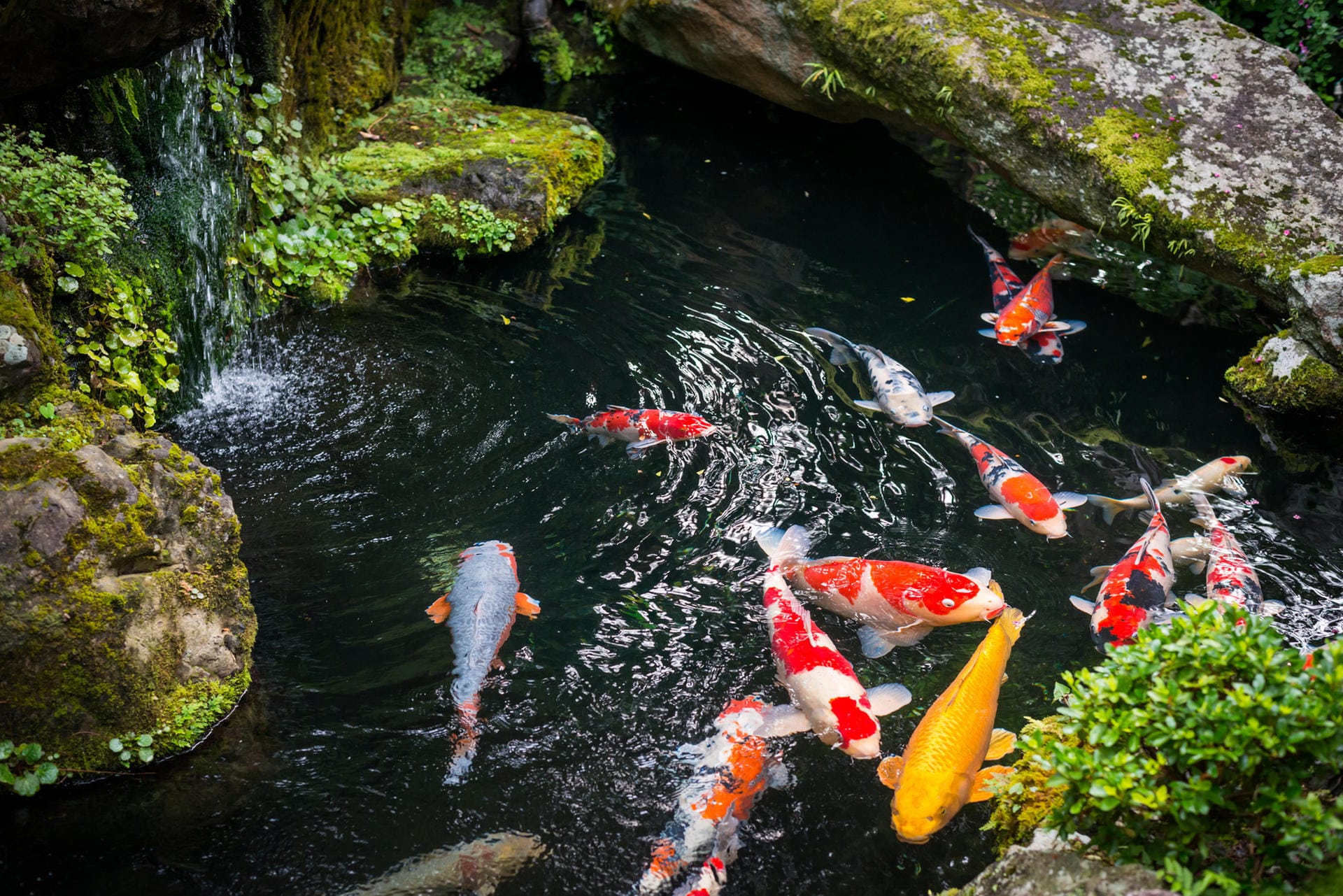 Fische sind ein Highlight in jedem Gartenteich. Achten Sie aber darauf, dass Sie nicht zu viele Fische im Teich halten.