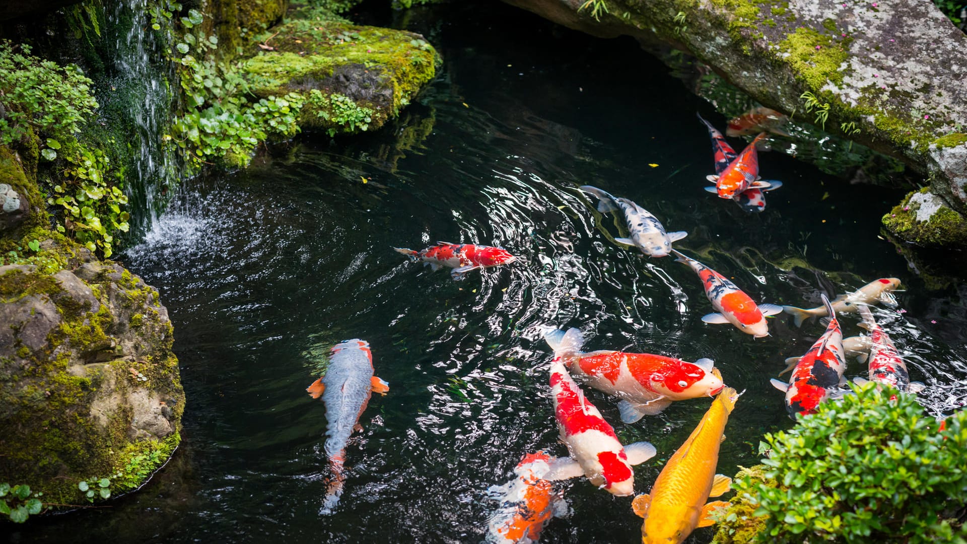 Fische sind ein Highlight in jedem Gartenteich. Achten Sie aber darauf, dass Sie nicht zu viele Fische im Teich halten.