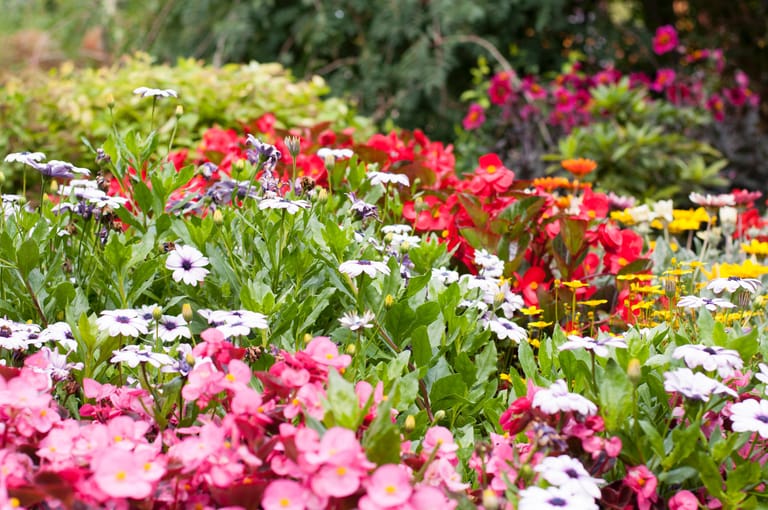 Während der klassische englische Garten von Unkraut völlig befreit ist, bietet ein natürlicher Garten eine besondere Pflanzenvielfalt.