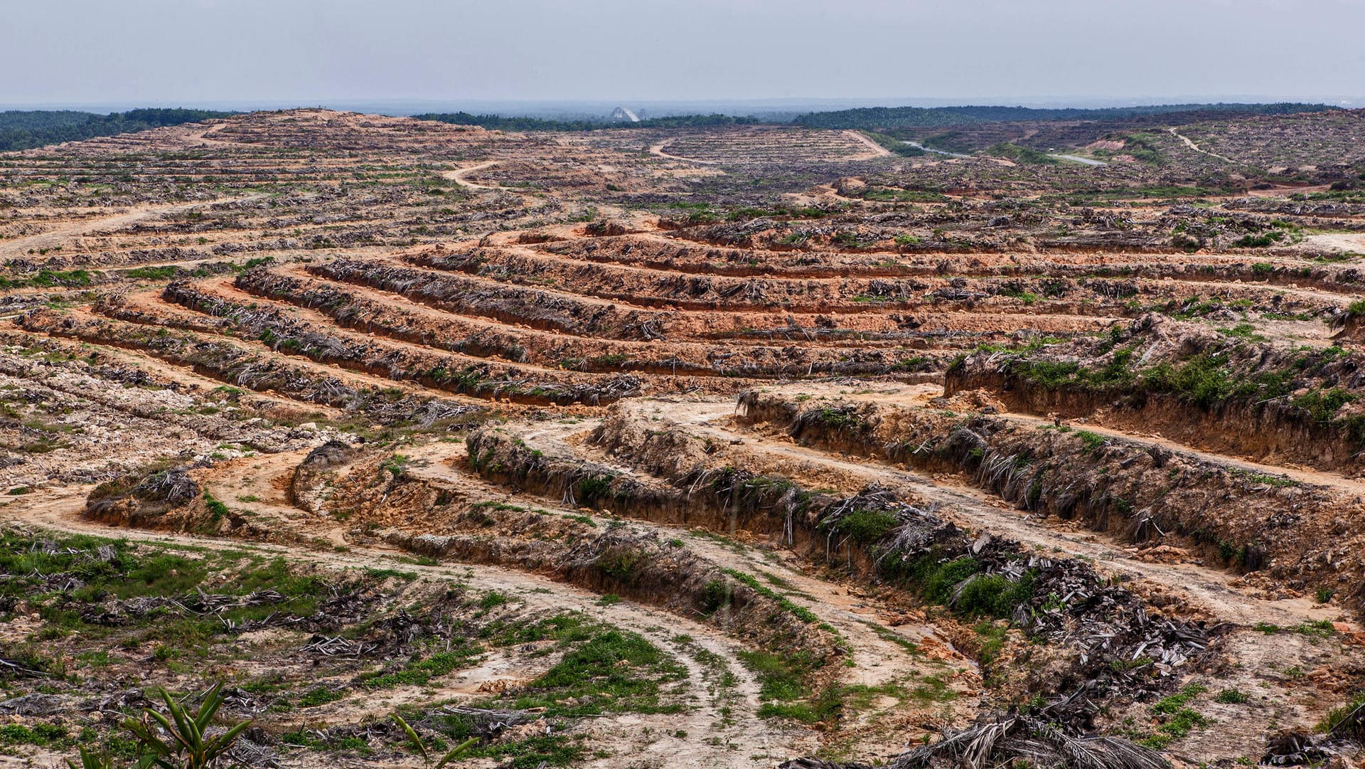 Indonesia's Deforestation Rate Becomes Highest In The World