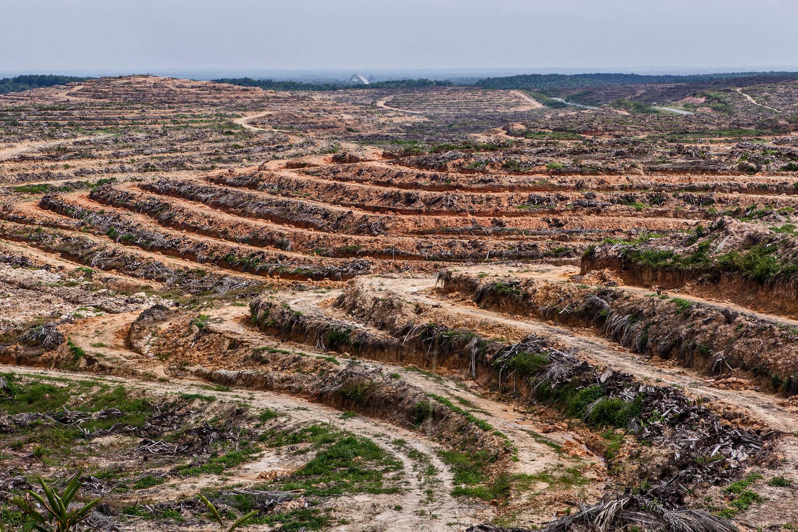 Indonesia's Deforestation Rate Becomes Highest In The World Indonesia's Deforestation Rate Becomes Highest In The World
