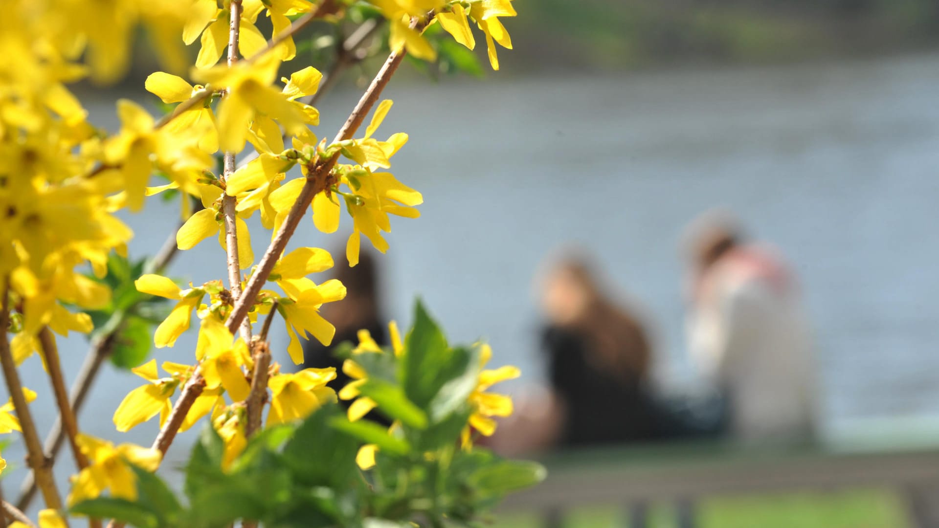 Der Frühling kommt: Am Sonntag kann vor allem im Osten Deutschlands die Sonne länger scheinen. Der Frühling kommt: Am Sonntag kann vor allem im Osten Deutschlands die Sonne länger scheinen.