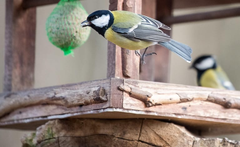 Eine Kohlmeise in einem Vogelhäuschen: Die Kohlmeise ist an ihrem bunten Gefieder mit dem schwarzen Kopf, den weißen Backen und der gelben Unterseite eindeutig zu erkennen.