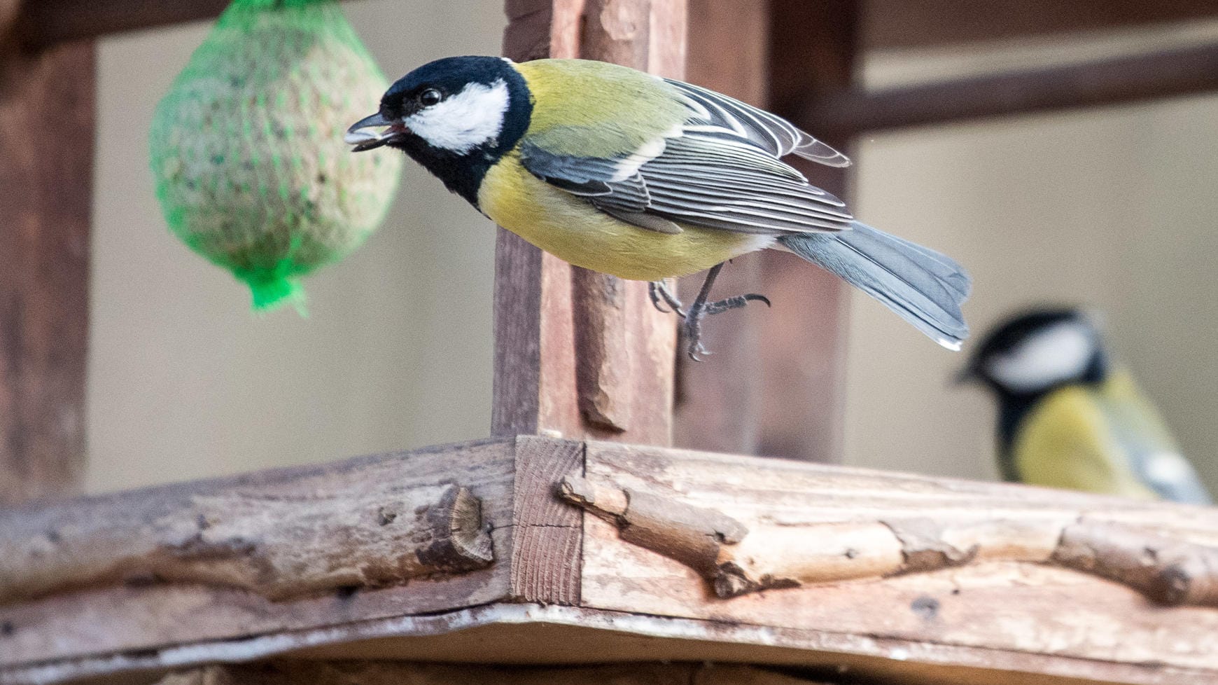 Eine Kohlmeise in einem Vogelhäuschen: Die Kohlmeise ist an ihrem bunten Gefieder mit dem schwarzen Kopf, den weißen Backen und der gelben Unterseite eindeutig zu erkennen.