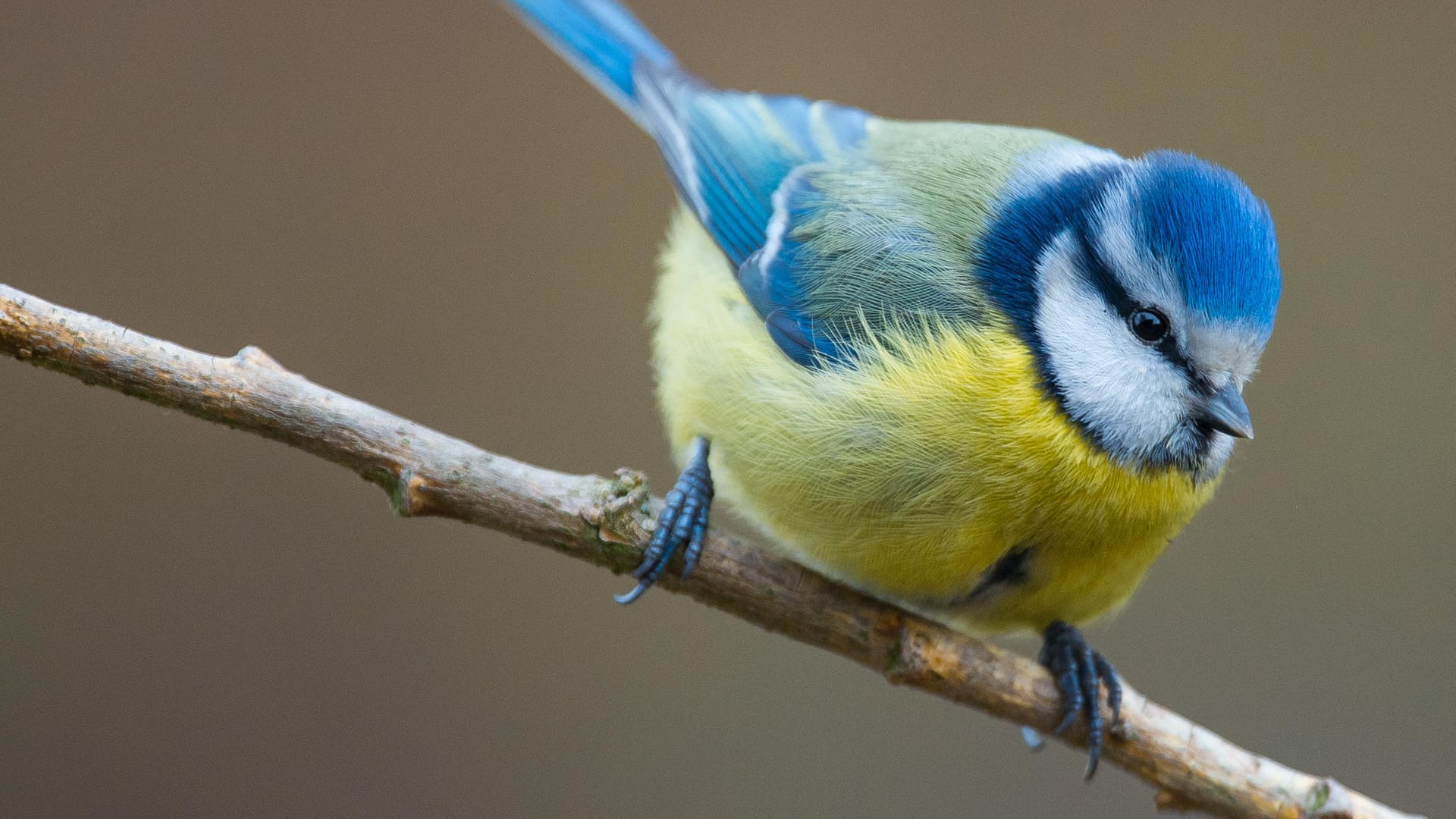 Eine Blaumeise in einem Garten: Die Blaumeise ist mit ihrem blauen Kopf, den weißen Wangen, der blauen Oberseite und der gelben Unterseite unverwechselbar.