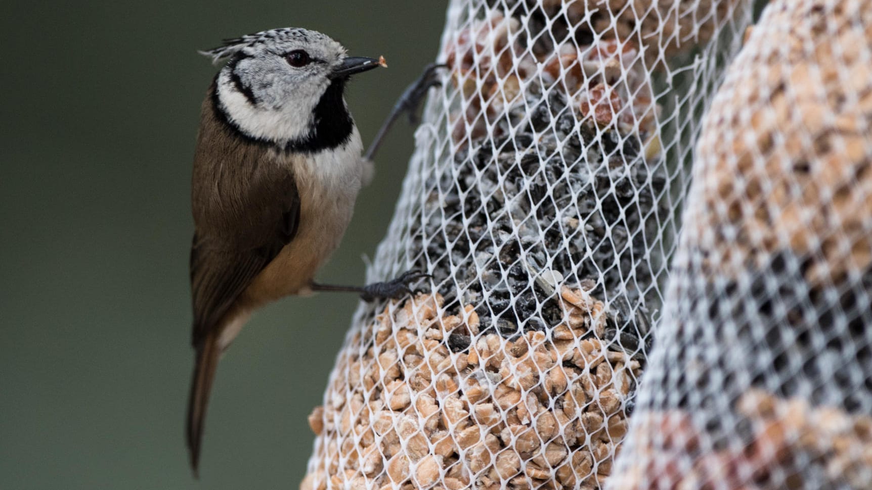 Eine Haubenmeise pickt Körner aus einem Futternetz: Ebenfalls nicht allzu schwierig zu bestimmen ist die grau-braune Haubenmeise, mit ihrer charakteristischen schwarz-weiß gefleckten Federhaube und der schwarzen Kehle.