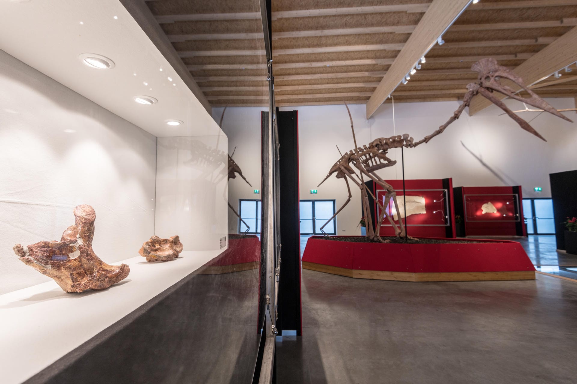 Originale Knochen (l) eines Riesenflugsauriers liegen in einer Vitrine neben dem Modell des 66 Millionen Jahre alten Urtieres im Dinosaurier Museum Altmühltal.