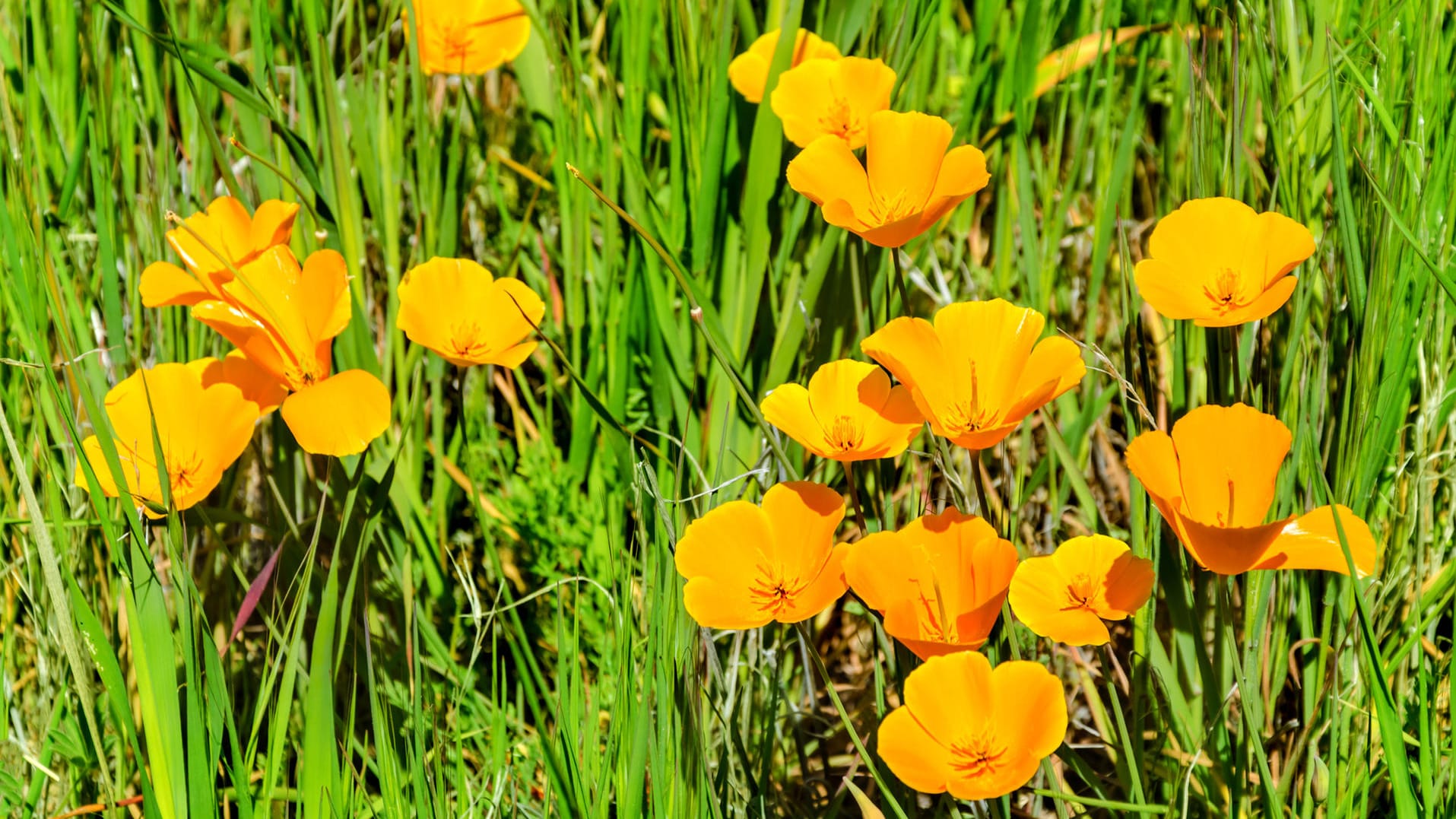 Der Kalifornischer Mohn oder Goldmohn