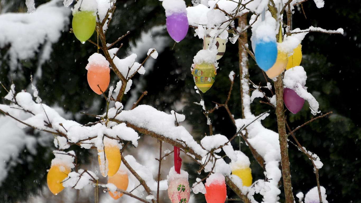 Schneebedeckte Ostereier hängen an einem Strauch in Schleswig-Holstein.