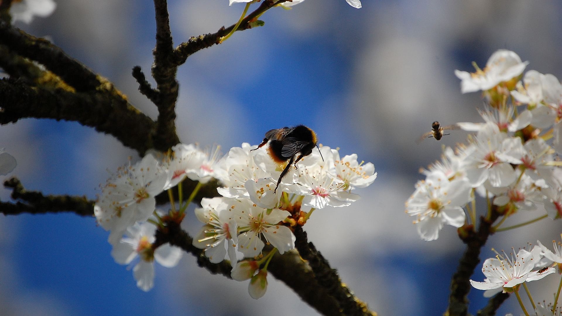 Eine Hummel auf einer Kirschblüte