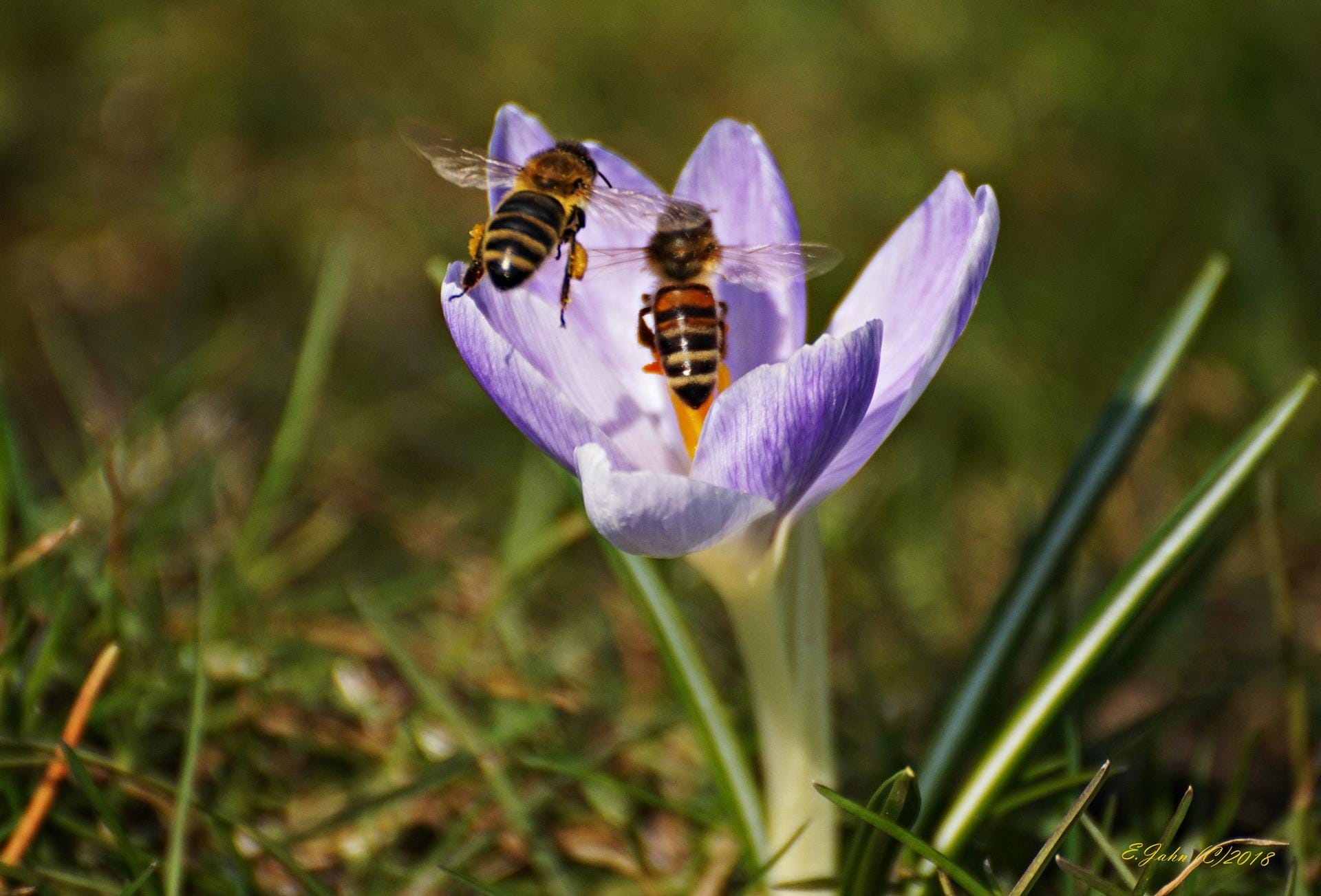Zwei Bienen beim Bestäuben eines Krokus.