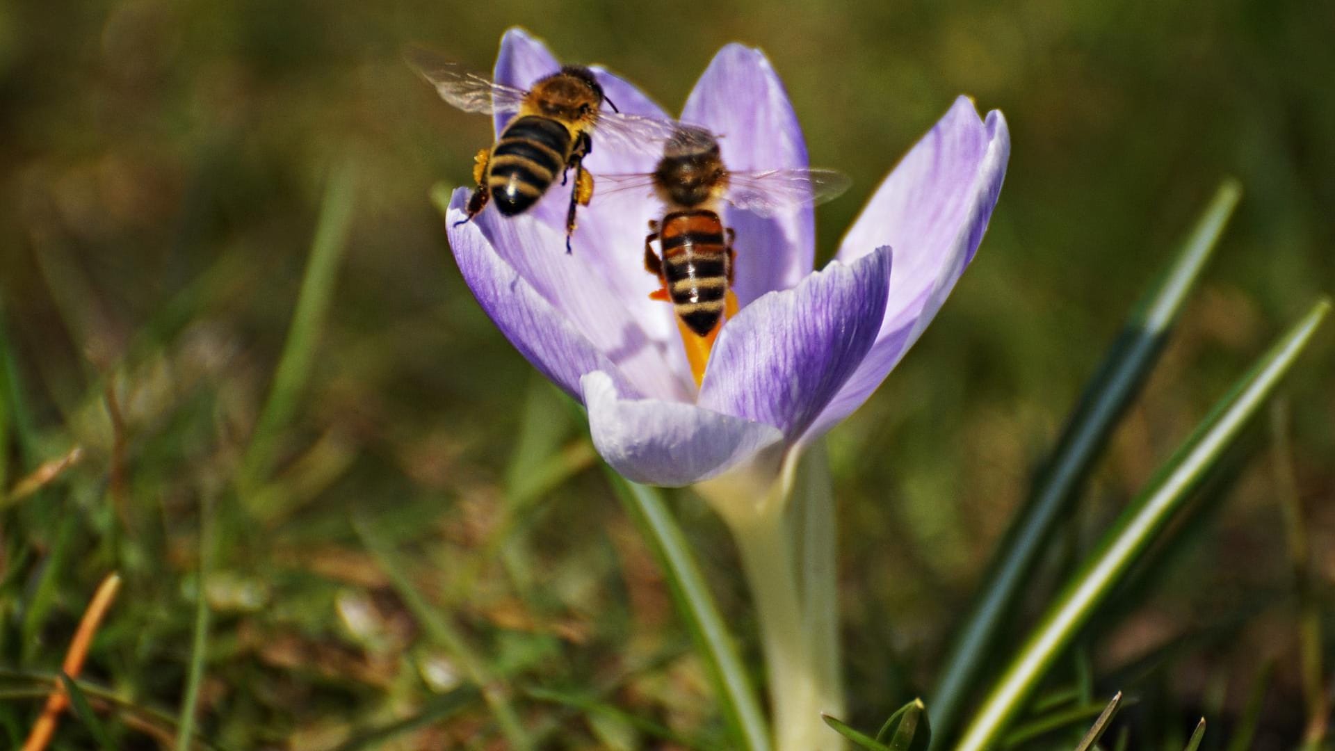Zwei Bienen beim Bestäuben eines Krokus.