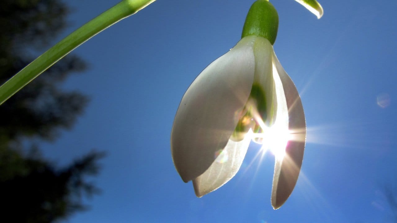 Ein Schneeglöckchen steht vor wolkenlosem Himmel im Sonnenschein. Ein Schneeglöckchen steht vor wolkenlosem Himmel im Sonnenschein.