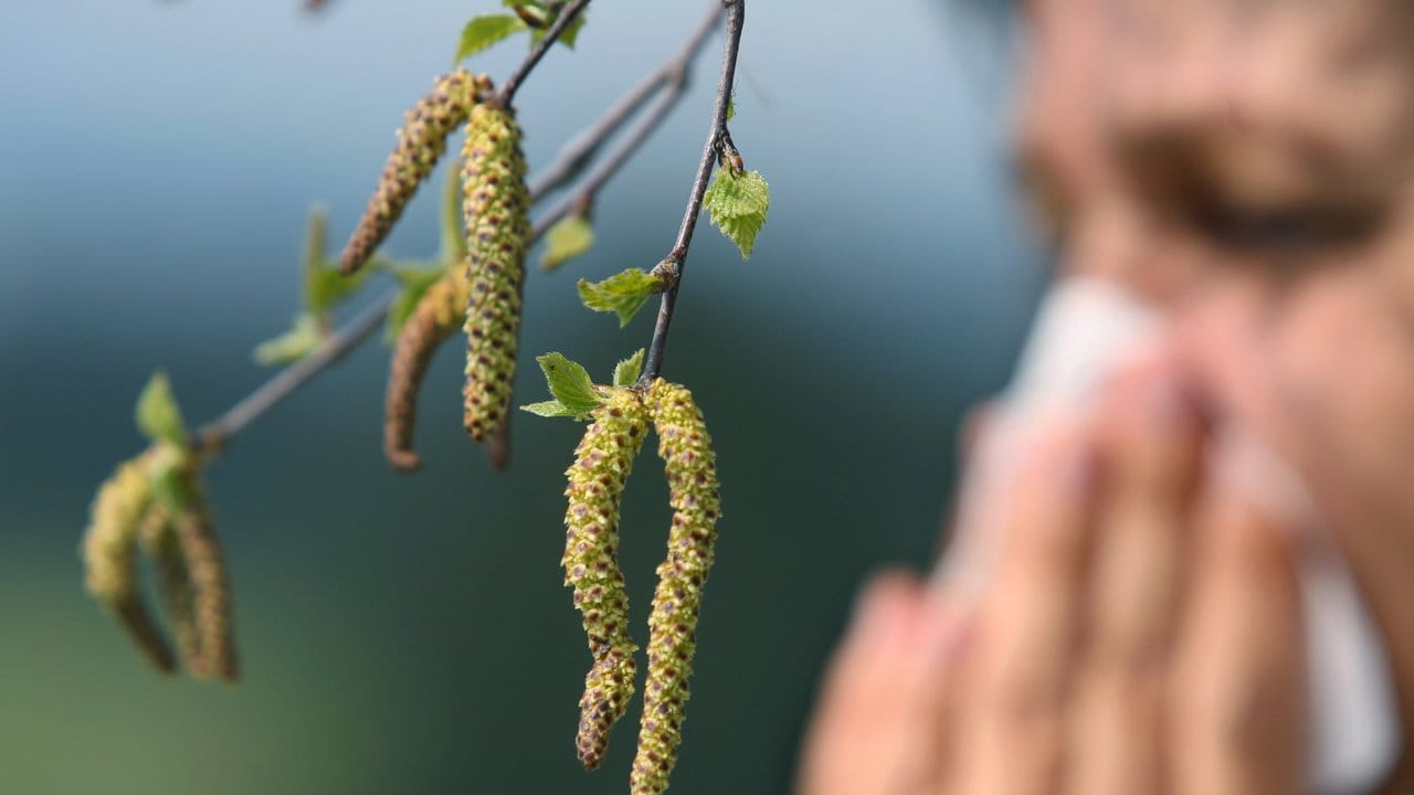 Harte Tage für Allergiker: Mit der Wärme kommt auch der Pollenflug in Schwung. Harte Tage für Allergiker: Mit der Wärme kommt auch der Pollenflug in Schwung.