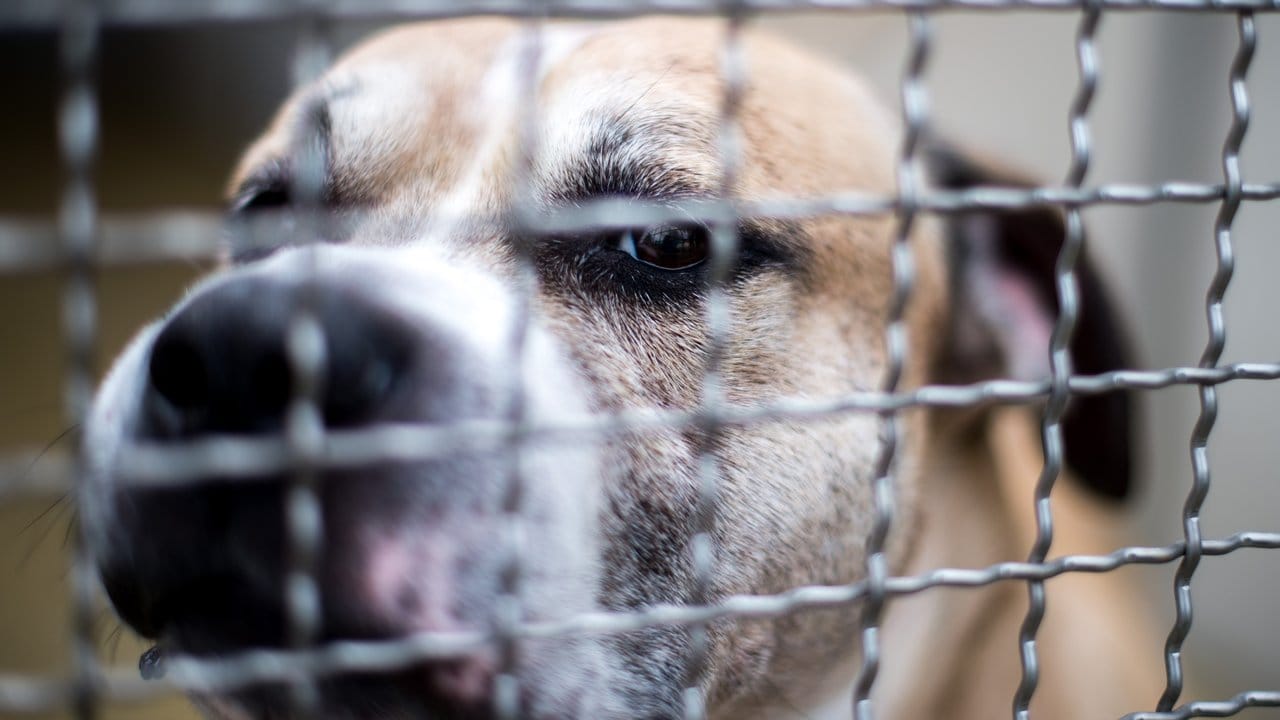 Der Staffordshire-Terrier-Mischling Chico steht in einem Gehege im Tierheim Hannover. Der Staffordshire-Terrier-Mischling Chico steht in einem Gehege im Tierheim Hannover.