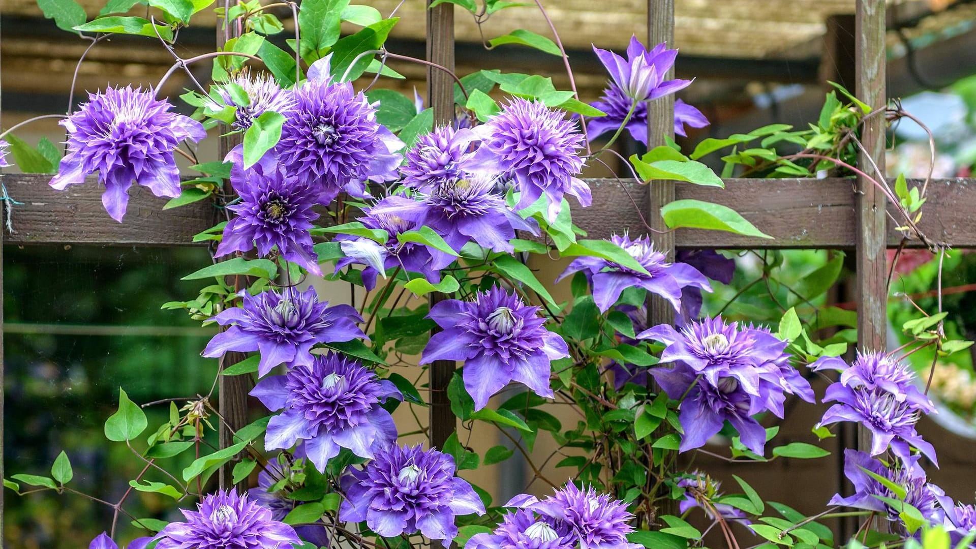 Clematis: Waldreben fühlen sich an einem sonnigen bis halbschattigen Platz im Garten am wohlsten.