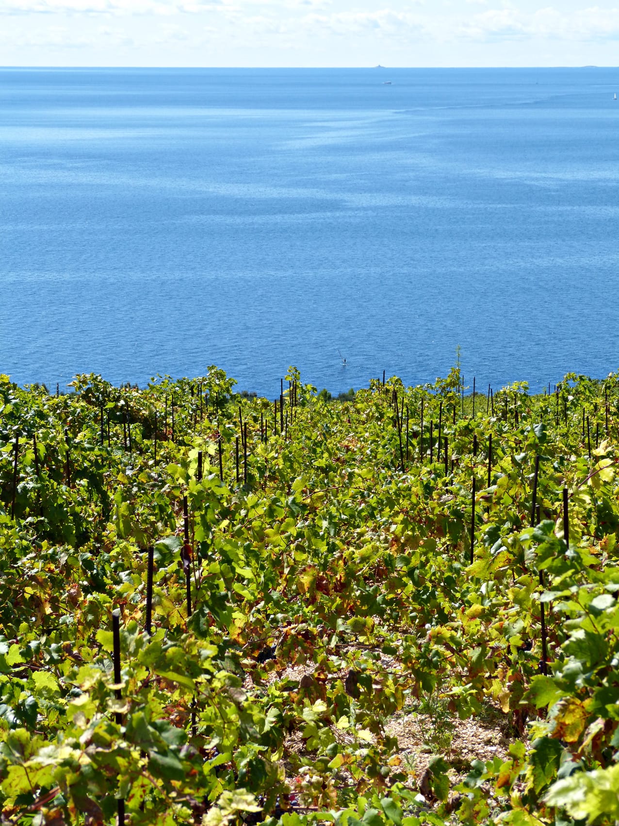 Die sonnige Hanglage direkt am Meer gibt dem Pelješac-Wein seine einzigartige Harmonie von Farbe, Aroma und Geschmack.