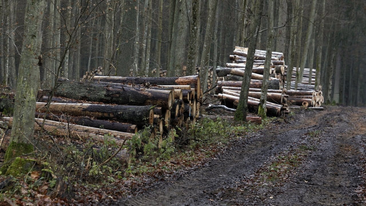 Stämme von gefällten Bäumen liegen im Bialowieza-Urwald nahe dem Dorf Skupowo.