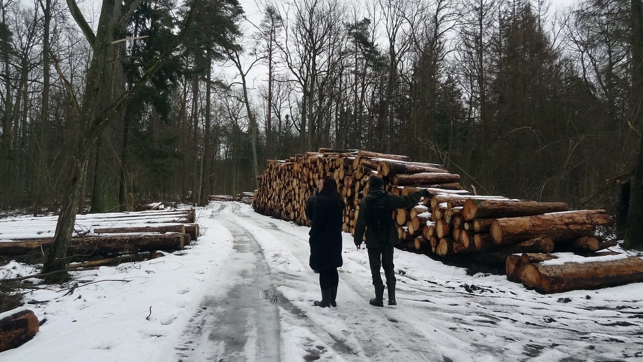 Umweltaktivisten stehen im Bialowieza-Wald neben einem Stapel illegal gefällter Bäume.