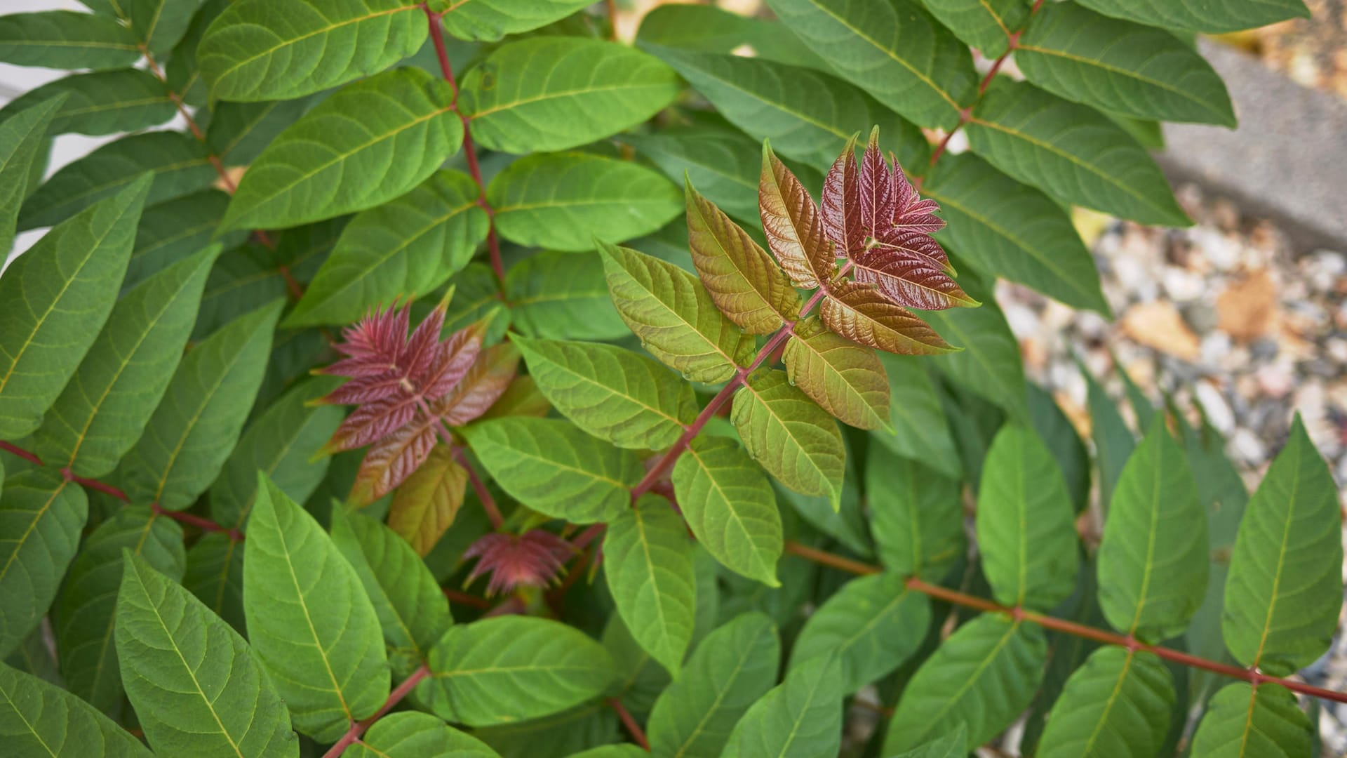 Ailanthus altissima: Der Götterbaum breitet sich hartnäckig aus und verdrängt gefährdete Arten auf Magerrasen.