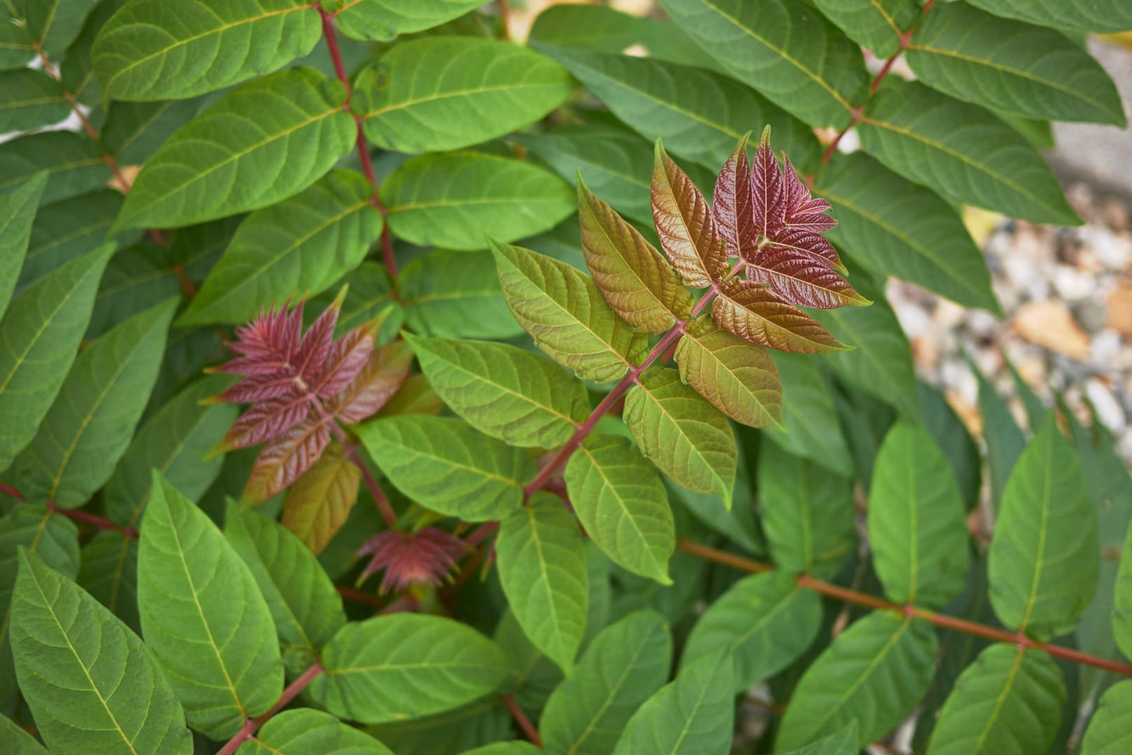 Ailanthus altissima: Der Götterbaum breitet sich hartnäckig aus und verdrängt gefährdete Arten auf Magerrasen.