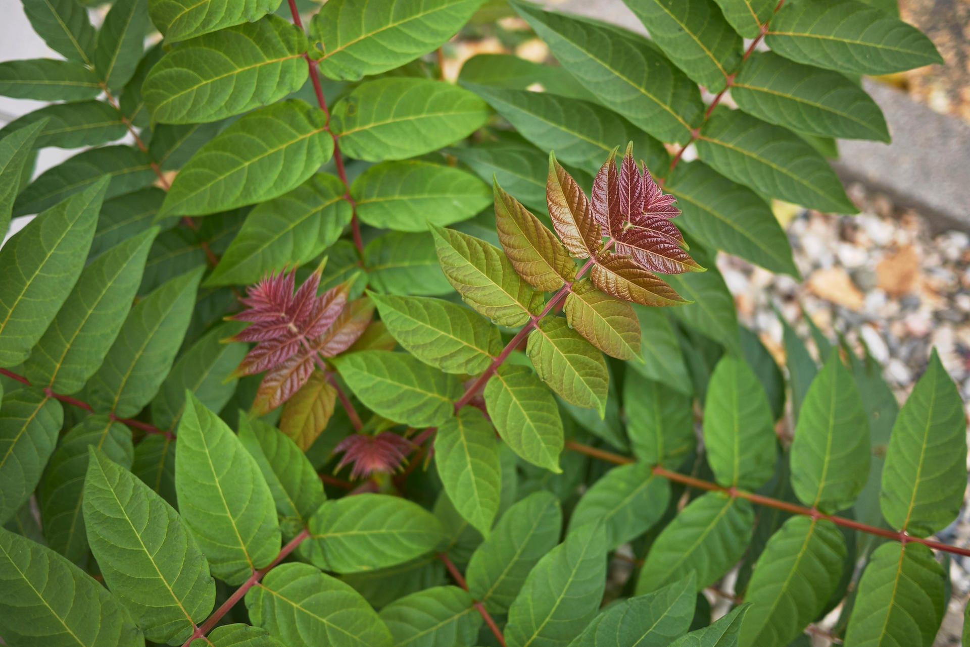 Ailanthus altissima: Der Götterbaum breitet sich hartnäckig aus und verdrängt gefährdete Arten auf Magerrasen.