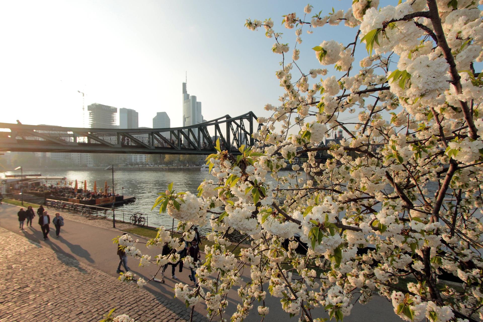 Kirschblüte im Bankenviertel in Frankfurt