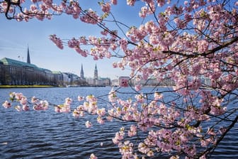Die Kirschblüte an der Außenalster in Hamburg
