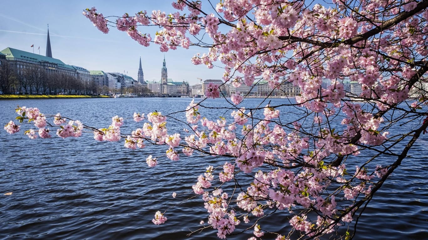 Die Kirschblüte an der Außenalster in Hamburg