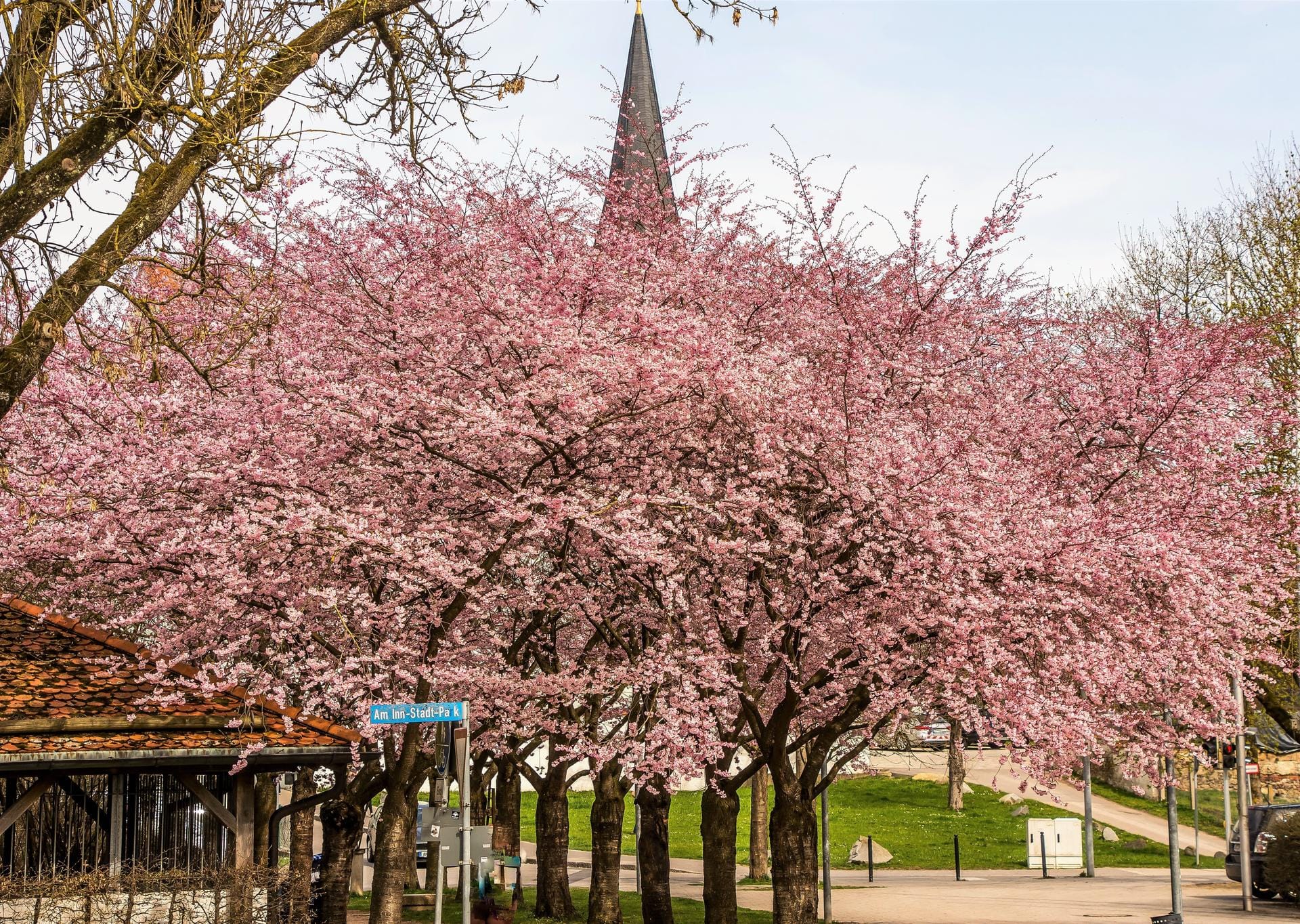 Von der Frauenkirche des Mühldorfer Stadtplatzes ist nur noch die Spitze zu sehen. Der schöne Park ist gefüllt mit pinkfarbenen Kirschblüten.