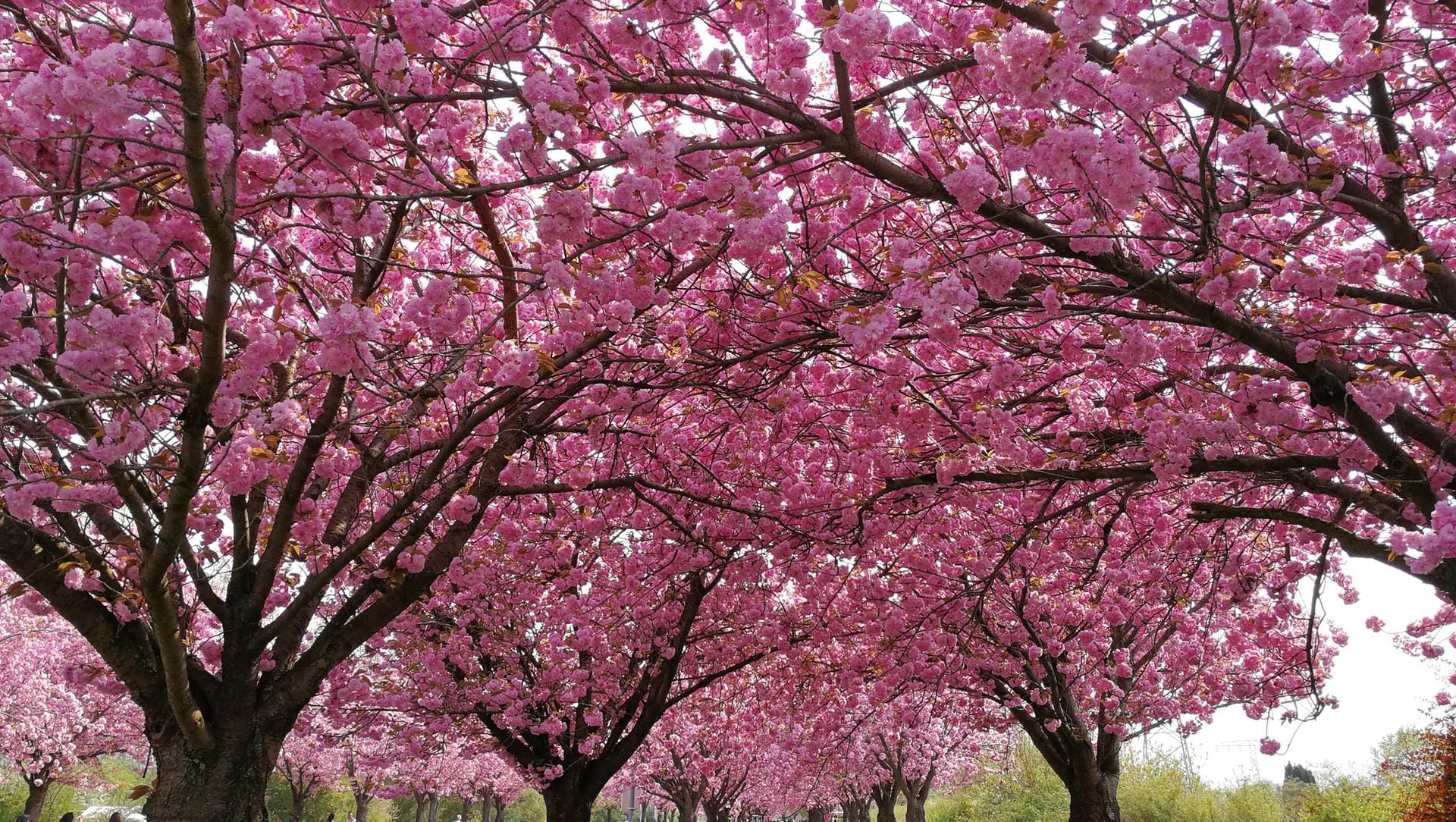 Kirschblüten am Holzweg in Magdeburg.