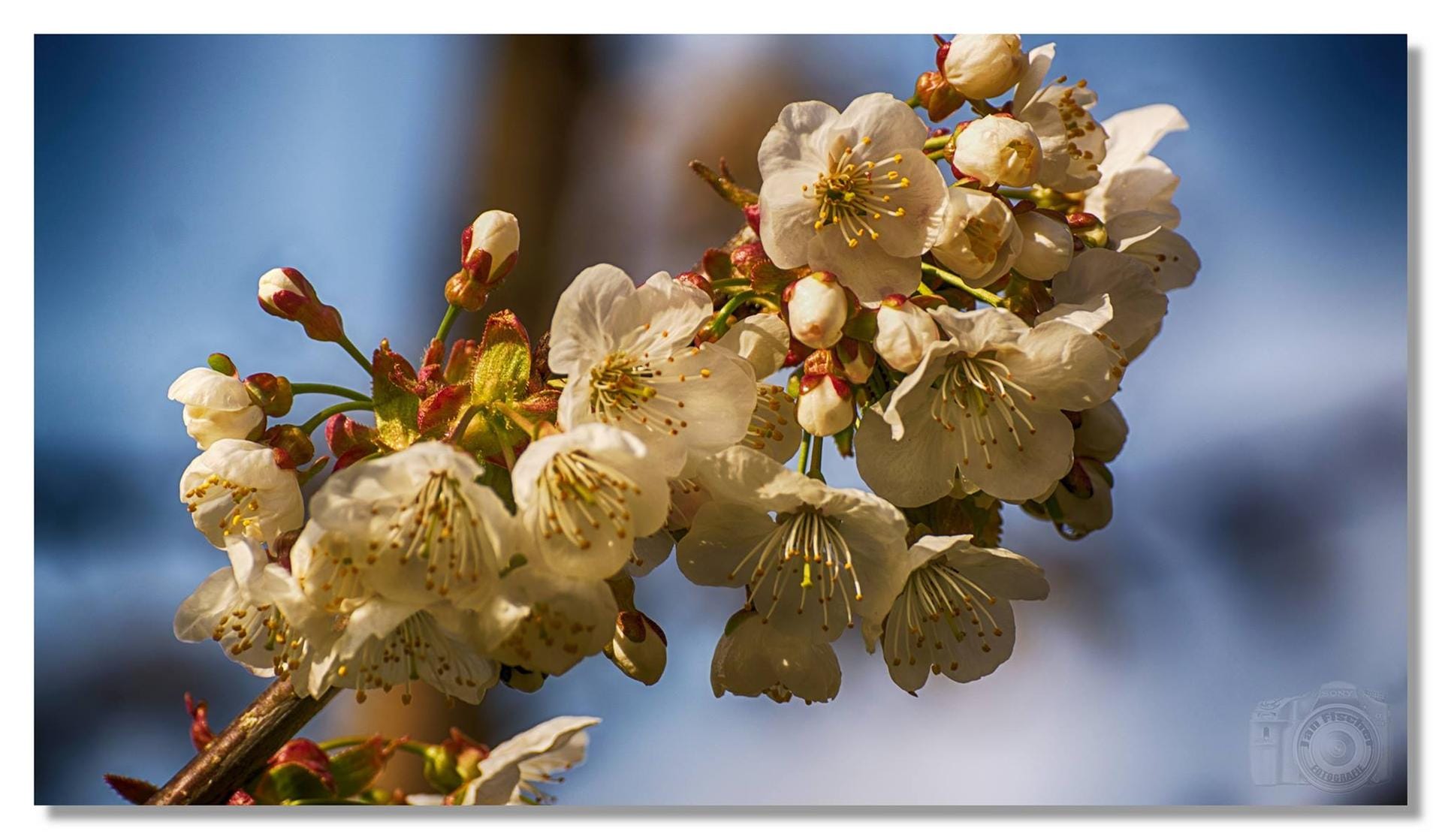 Kirschblüte