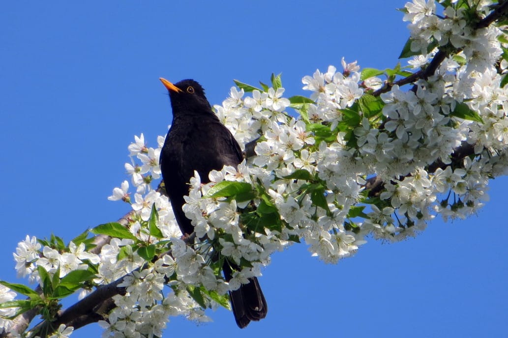 Kirschblüte