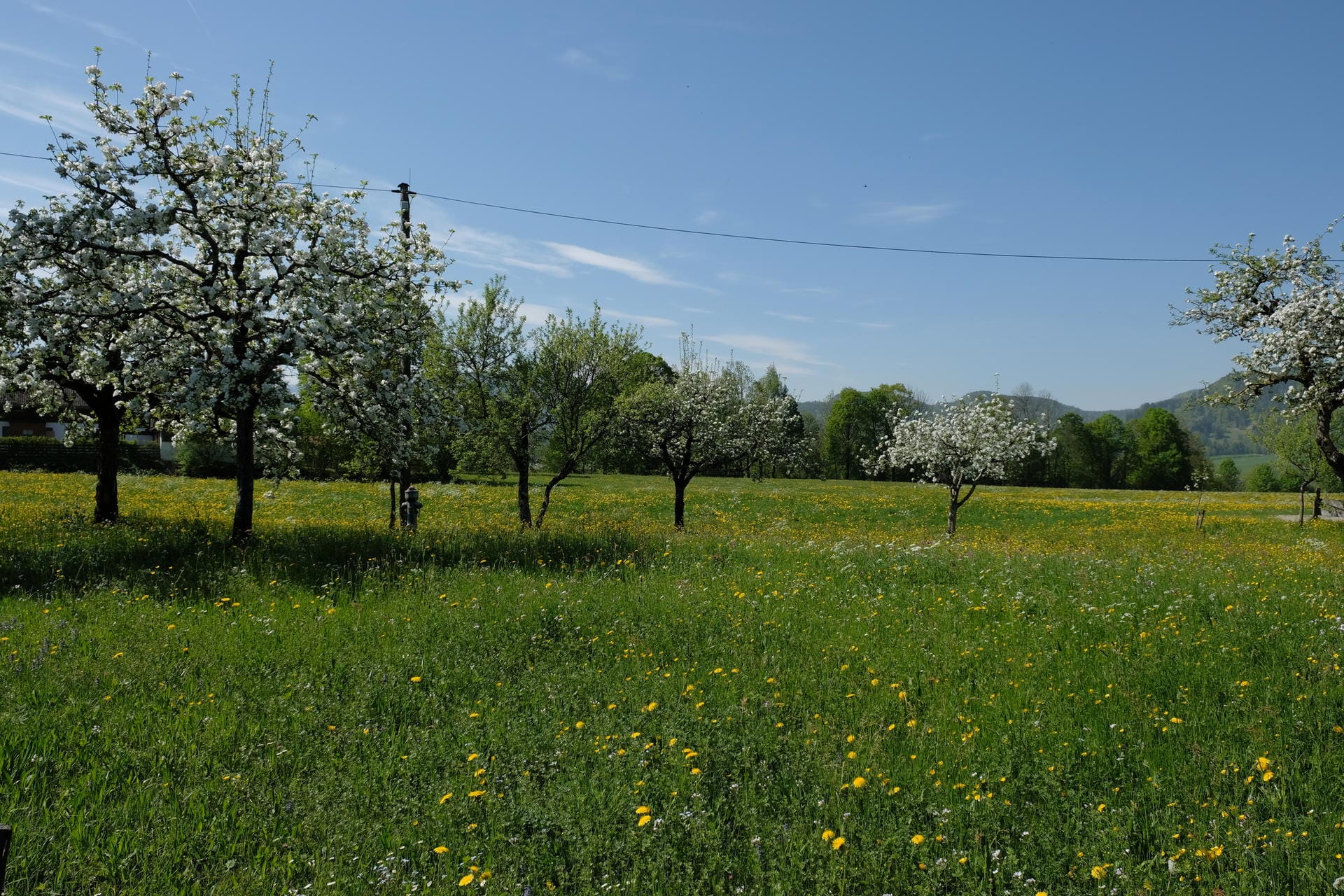 Kirschblüte