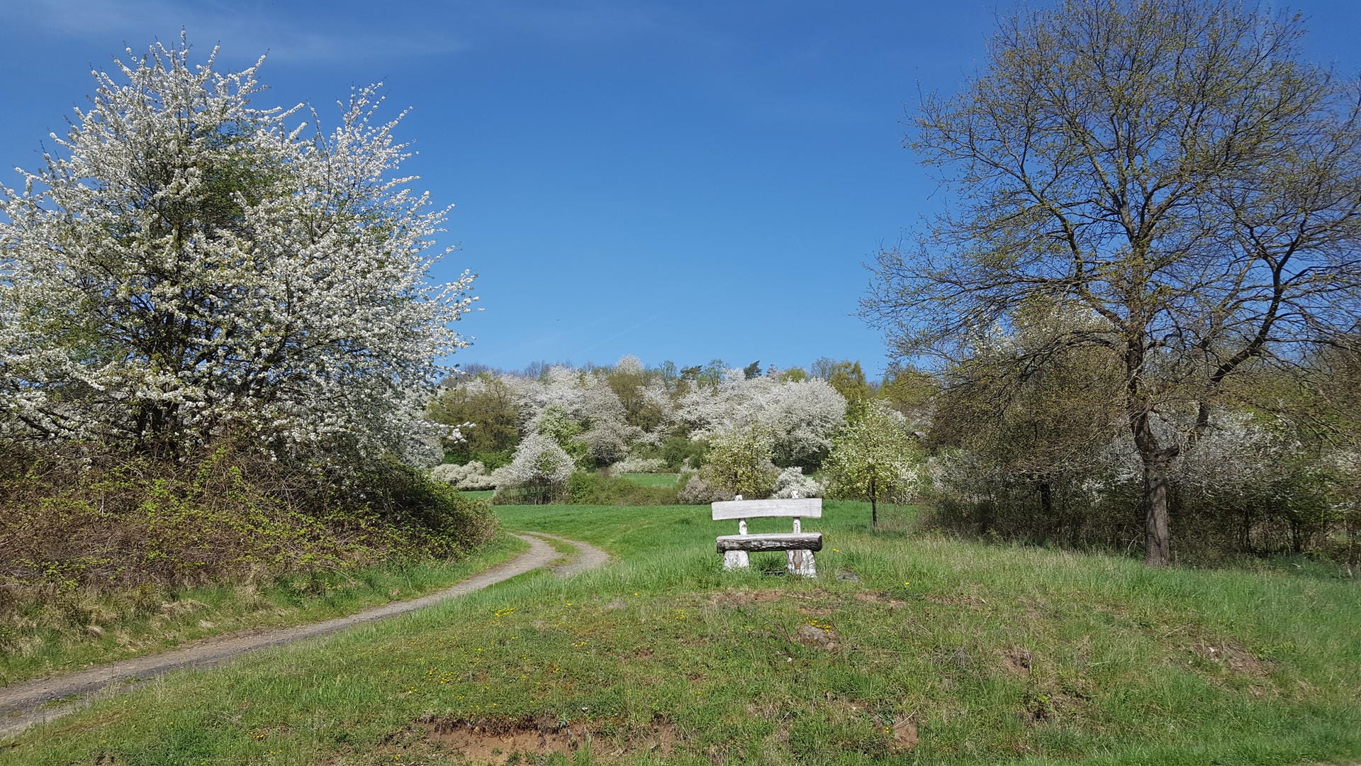 Kirschblüte