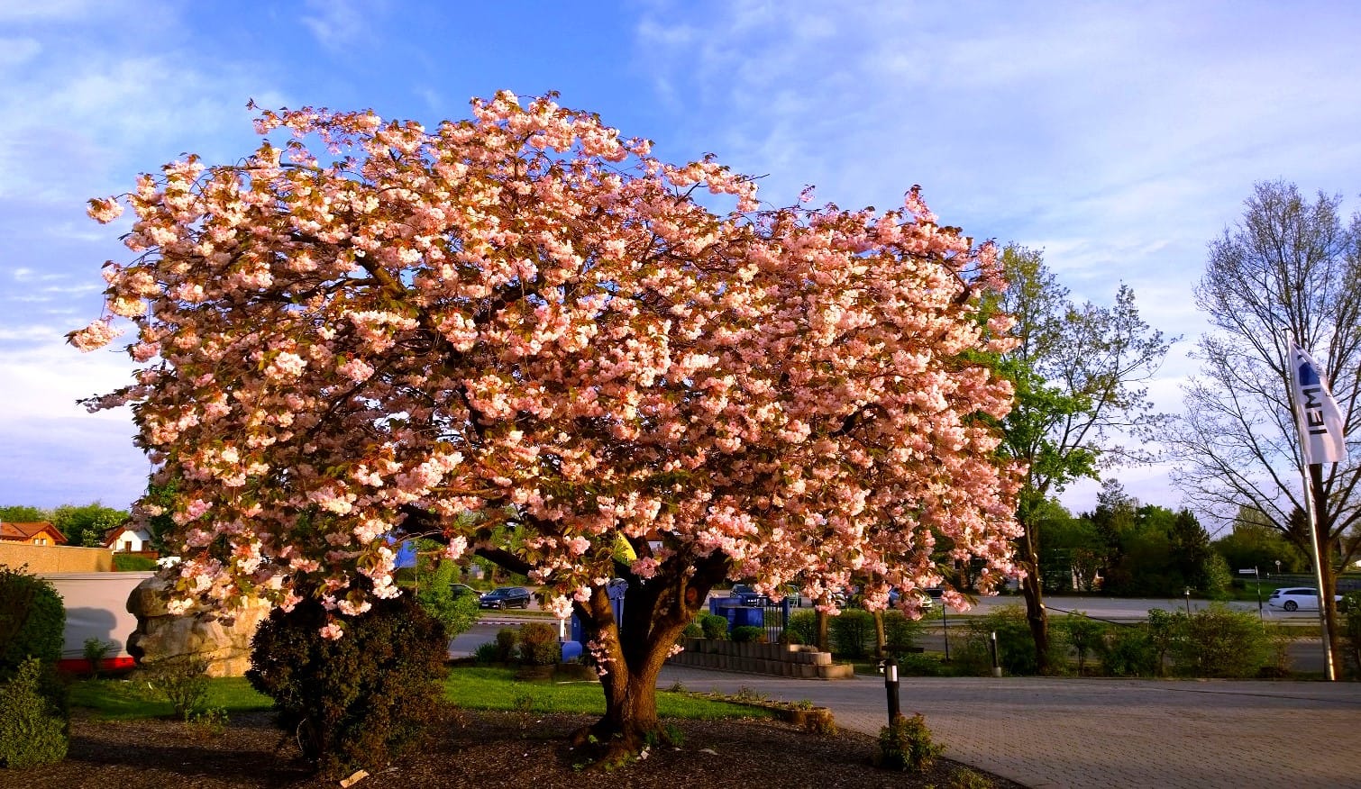 Kirschblüte